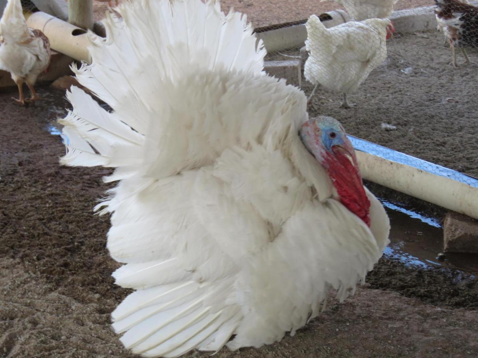 Готель Tropic Of Capricorn Guest Farm Rehoboth Екстер'єр фото